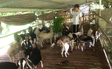 Hộ ông Hoàng Mộng Khanh ở thị trấn Sơn Thịnh, huyện Văn Chấn vay vốn chính sách đầu tư chăn nuôi dê.