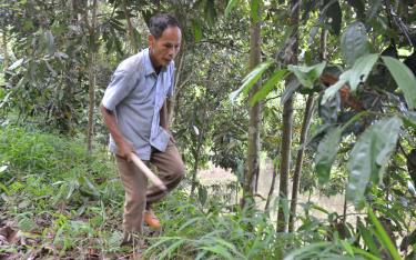 Ông Trần Trọng Chung - Bí thư Chi bộ thôn 1, xã Việt Cường, huyện Trấn dafabet khuyến mãi chăm sóc đồi quế.