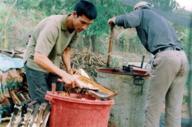 Nông dân Văn Chấn khai thác mật ong.