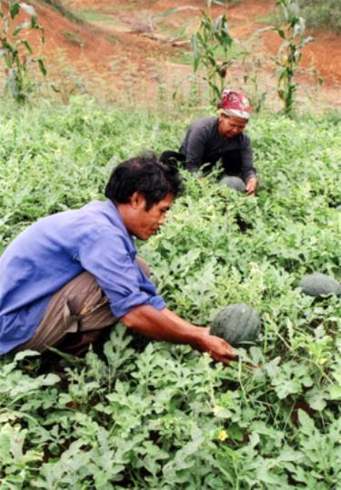 Đồng bào Tày ở xã Xuân Lai (huyện Yên Bình) trồng dưa hấu trên đất bán ngập hồ Thác Bà.
