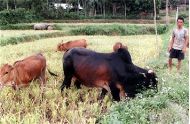 Nông dân xã Minh bảo (thành phố Yên Bái) đã chú ý đến nuôi bò đực giống có thể trạng to lớn làm dịch vụ phối giống bò nhằm cải tạo chất lượng đàn bò địa phương.
