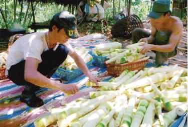 Nông dân xã Kiên Thành phân loại măng tươi khi tiêu thụ.
