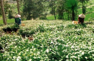 Nông dân xã Tân Thịnh (huyện Văn Chấn) thu hái chè.
(Ảnh: Hồng Khanh)