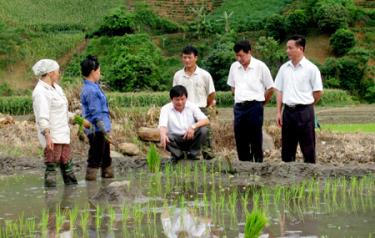 Lãnh đạo UBND huyện Văn Chấn kiểm tra tình hình khắc phục hạn hán.