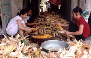 Nhờ chỉ đạo gieo trồng đúng lịch thời vụ nên vụ ngô năm 2011, nhân dân xã Đại Phác được mùa.
