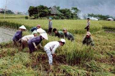 Trên cánh đồng Đại - Phú - An (Văn Yên).