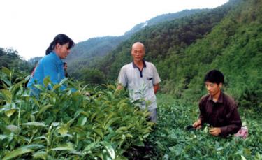 Lê Mai Hiền (giữa) thăm nương chè.