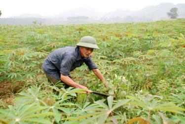 Ông Điền đang chăm sóc đồi sắn của gia đình.
