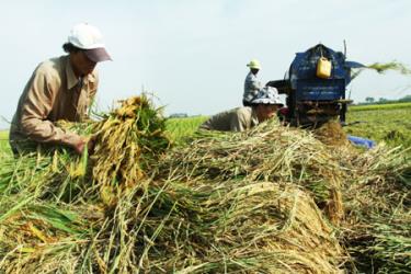 Nông dân xã Thụy Hương (Chương Mỹ, Hà Nội), một trong 11 xã trọng điểm xây dựng NTM của cả nước,  thu hoạch lúa vụ xuân