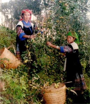 Bên cây sơn tra.
