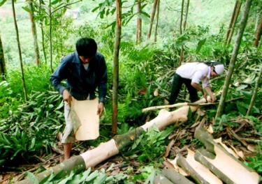 Nông dân xã Đại Sơn (Văn Yên) thu hoạch quế.