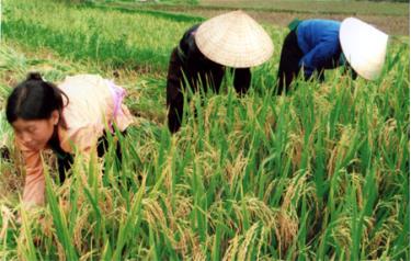 Mô hình giống lúa mới ĐS-1 góp phần nâng cao năng suất, thu nhập cho người dân.