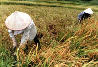 Nông dân xã Ngòi A thu hoạch lúa xuân.