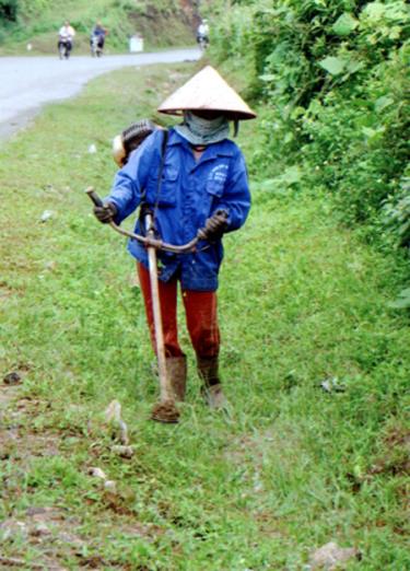 Dù cỏ mọc chưa cao nhưng chị Đỗ Thị Hoa ở Hạt 4 đã chủ động làm cỏ rãnh đường nhằm bảo đảm thoát nước trong mùa mưa lũ.
