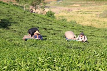 Nông dân huyện Yên Bình thu hái chè.