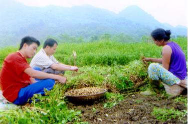 Nông dân Yên Bình thu hoạch lạc trên đất bán ngập hồ Thác Bà.
