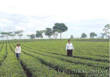 Những vườn chè năng suất 30 - 40 tấn/ha ở Thái Lão.
