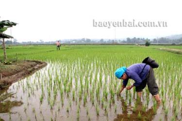 Nông dân xã Sơn A (Văn Chấn) bón phân viên nén dúi sâu cho vụ lúa mùa 2013.
