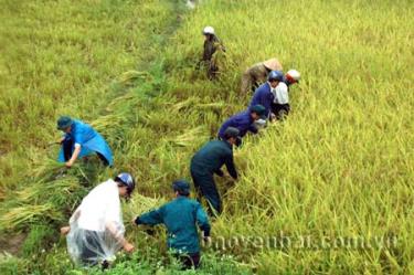 Nông dân xã Việt Thành, huyện Trấn Yên(Yên Bái) thu hoạch lúa đông xuân.
