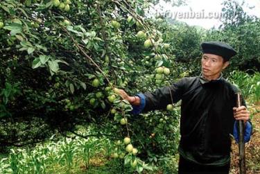 Ông Lù Rủ Sinh bên vườn sơn tra của gia đình.