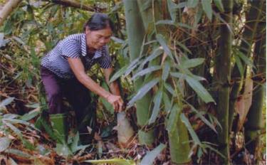 Nông dân xã Quy Mông thu hoạch măng tre.