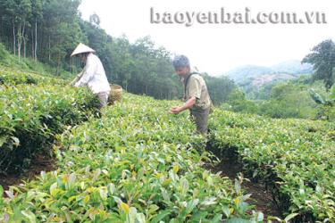 Ông Thành cùng gia đình thu hoạch chè.