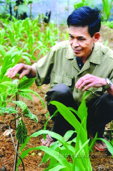 Ông Hoàng Ngọc Trung - dân tộc Tày, xã Cẩm Ân (Yên Bình) kiểm tra sự phát triển của cây lá khôi, một loại thảo dược quý.