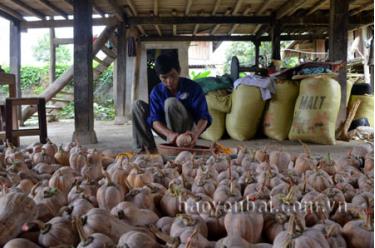 Mô hình trồng bí đỏ mang lại nguồn thu nhập chính cho gia đình ông Lò Văn Thành.
