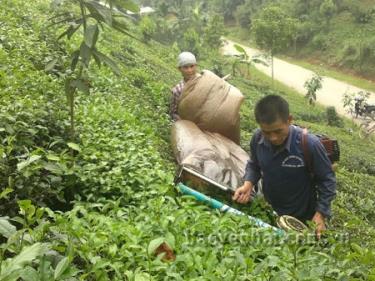 Một nương chè ở thôn Trực Khang còn khá tốt nhưng đã cấy xen quế.
