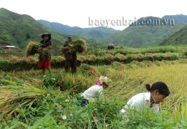 Đồng bào Mông xã Xà Hồ thu hoạch lúa xuân.
