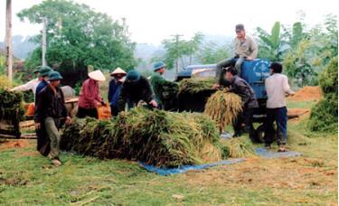 Nông dân huyện Lục Yên thu hoạch lúa vụ xuân 2014.
