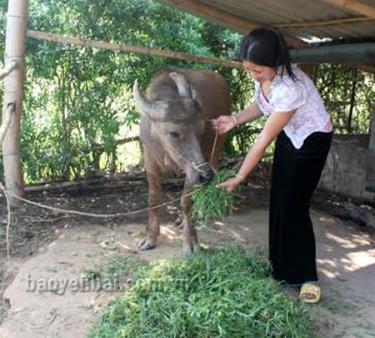 Được hỗ trợ 7 triệu đồng, gia đình chị Hươi đã mua được một con trâu phục vụ sản xuất.
