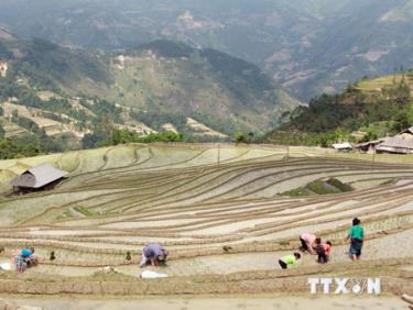 Những thửa ruộng bậc thang ở Hoàng Su Phì, Hà Giang.