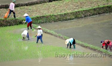 Nông dân huyện Mù Cang Chải khẩn trương gieo cấy lúa mùa.
