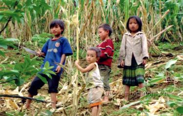 Ngày hè, lũ trẻ ở bản Tà Chơ, xã Cao Phạ rủ nhau đi nương thu ngô giúp bố mẹ.