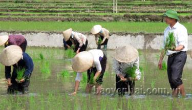 Bí thư Đảng ủy xã Hát Lừu Đồng Văn Lả xuống đồng chỉ đạo và cấy lúa vụ mùa với bà con các thôn trong xã.