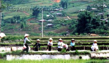 Các hội viên thanh niên dân tộc Thái xã Hát Lừu (Trạm Tấu) tham gia giúp hộ nghèo trong thôn cấy lúa vụ mùa.
