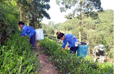 Nhờ sản xuất chè VietGAP nên gia đình ông Nguyễn Đình Nam, thôn Ngòi Đong mỗi năm thu trên 60 triệu đồng sau khi trừ chi phí.
