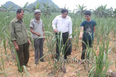 Lãnh đạo xã Mỹ Gia kiểm tra quá trình sinh trưởng và phát triển cây mía.