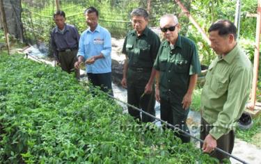 Kỹ sư Nguyễn Hữu Thìn (người thứ 2, từ trái sang) giới thiệu giống giảo cổ lam 5 lá trồng tại xã Việt Cường, huyện Trấn Yên.
