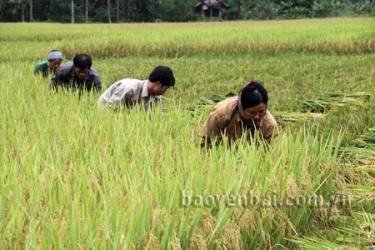 Sản xuất hàng hóa đòi hỏi các hộ nông dân phải liên kết lại thành hợp tác xã mới bền vững.
