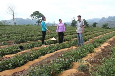 Người dân thôn Thác Hoa 3, xã Sơn Thịnh (Văn Chấn) sử dụng nguồn vốn vay NHCSXH huyện trồng chè giống mới cho hiệu quả kinh tế cao.