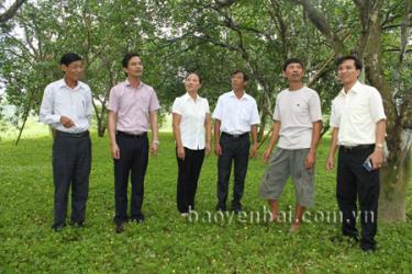 Đồng chí Dương Văn Tiến (thứ hai, trái sang) - Bí thư Huyện ủy cùng lãnh đạo huyện Yên Bình thăm vùng bưởi đặc sản tại xã Đại Minh.