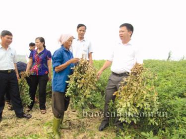 Chủ tịch UBND huyện Yên Bình Nguyễn Văn Trọng kiểm tra sản xuất lạc dưới cốt hồ Thác Bà.
