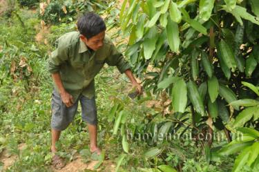 Thương binh Phạm Văn Chi - thôn 5, xã Đào Thịnh (Trấn Yên) chăm sóc quế.
