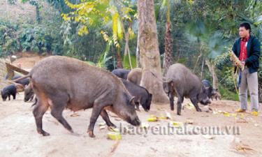 Bước đầu thành công với mô hình nuôi lợn rừng nhưng Nguyễn Văn Thiệp - Bí thư Chi đoàn thôn Đồng Bội, xã Vũ Linh vẫn còn nhiều dự định cần có nguồn vốn lớn.