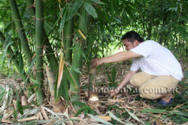 Nhờ trồng cây tre măng mai, gia đình anh Phùng Viết Hiền (xã An Lạc, huyện Lục Yên) đã có thu nhập ổn định.
