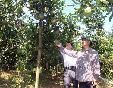 Ngoài cây bưởi Đại Minh, hiện nay Yên Bình đã phát triển được hàng chục héc ta bưởi Diễn cho hiệu quả kinh tế cao.