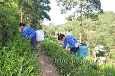 Nông dân xã Bảo Hưng thu hái chè VietGAP, năng suất đạt 10 tấn/ha.
