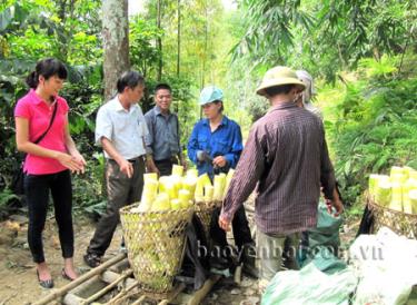 Người dân xã Kiên Thành mỗi năm thu hàng tỷ đồng từ tre măng Bát Độ.